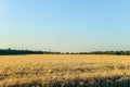 Evening ripe rye field. Agricultural background. Royalty Free Stock Photo