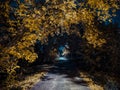 Evening Road through a golden forest in park at autumn Royalty Free Stock Photo