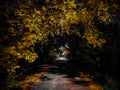 Evening Road through a golden forest in park at autumn Royalty Free Stock Photo