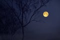 Evening romantic full moon in the winter Royalty Free Stock Photo
