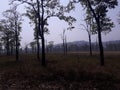 Evening scene of few tree forest