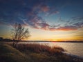 Evening scene at the lake with a single tree on shore among golden reed. Vibrant sunset over the pond Royalty Free Stock Photo