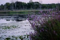 Evening Lake Scene with Purple Flowers Royalty Free Stock Photo