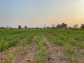 The scenery of a large farming area.