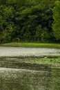 Evening shot of wave lake and green grass shore on lush trees background in Qinglonghu Park, China