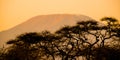 Evening silhouette of Mount Kilimanjaro hidden behind trees, Tanzania, Africa