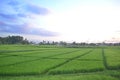 Evening Sky Above The Green Rice Field With A Distinctive Pattern Royalty Free Stock Photo