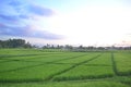 Evening Sky Above The Green Rice Field With A Distinctive Pattern