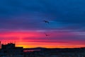 Evening sky in the city and two flying birds Royalty Free Stock Photo