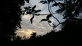 evening sky with dark tress and environment