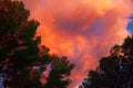 Evening sky with flaming clouds against the silhouettes of branches