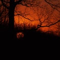 Evening sky with red clouds and sunset sun and black leafless trees Royalty Free Stock Photo