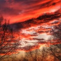 Evening sky with red clouds and sunset sun and black leafless trees Royalty Free Stock Photo