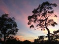 Evening sky in Sri Lanka with trees Royalty Free Stock Photo