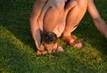 slim tanned girl with a guinea pig sitting on the lawn in shorts and sandals holding it on her hands, kneeling knees hands evening Royalty Free Stock Photo