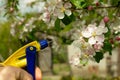 Evening spraying of branches of a flowering apple tree in the garden from bacterial diseases. Prevention of the spring garden