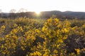 Evening spring sunlight back lighting the yellow flowers of gorse. April, Malvern Hills, UK