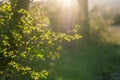 Evening spring sunlight back lighting Hawthorn leaves on the edge of woodland. April, Malvern Hills, UK