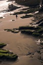 Evening Stroll on a beach with the dogs Royalty Free Stock Photo