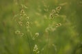 Evening summer cocksfoot grasses Royalty Free Stock Photo