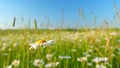 Evening summer landscape. Field of daisies and blue sky. Europe in summer evening. Close up. Royalty Free Stock Photo