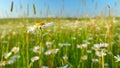 Evening summer landscape. Field of daisies and blue sky. Europe in summer evening. Close up. Royalty Free Stock Photo