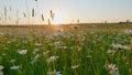 Evening summer landscape. Field of daisies and blue sky. Europe in summer evening. Slow motion. Royalty Free Stock Photo