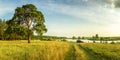 Evening summer landscape with lush pine tree on the banks of river and dirt road, Russia, Ural Royalty Free Stock Photo