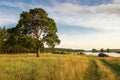 Evening summer landscape with lush pine tree on the banks of river and dirt road, Russia, Ural Royalty Free Stock Photo