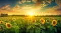 The evening sun descends behind a field of sunflowers, illuminating the flowers and sky in a warm, golden light Royalty Free Stock Photo