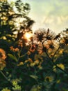 Evening sun with flowers before sunset.