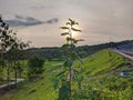 The evening sun hiding behind the leaves Royalty Free Stock Photo