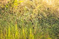 Evening sun light grass background Royalty Free Stock Photo
