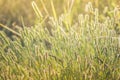 Evening sun light grass background Royalty Free Stock Photo