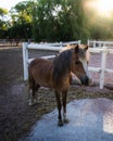 Little pony standing at a farm