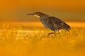 Evening sun, Rufescent Tiger-Heron, Tigrisoma lineatum, motteled bird with evening back light, in the nature habitat, Pantanal, Br