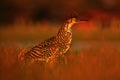 Evening sun, Rufescent Tiger-Heron, Tigrisoma lineatum, motteled bird with evening back light, in the nature habitat, Pantanal, Br