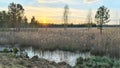 In the evening, the sun set behind the forest at the far edge of the swamp. Reeds and sparse trees grow on the swamp, and the wate