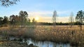 In the evening, the sun sets behind the mixed forest at the far edge of the swamp. Reeds and sparse trees grow on the swamp, and t Royalty Free Stock Photo