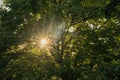 Evening sun shinging through a tree Royalty Free Stock Photo