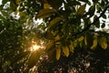 Evening sun shining through black walnut tree leafs