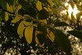 black walnut tree leafs in the evening sun Royalty Free Stock Photo