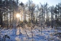 Evening sun shining trough trees and making long shadows in snowy and frozen bog grown by small pine trees and moorland sedge