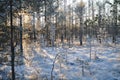 Evening sun shining trough trees and making long shadows in snowy and frozen bog grown by small pine trees and moorland sedge