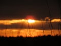 Thin blades of grass against the sunset Royalty Free Stock Photo