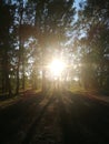 Evening sunlight in the forest