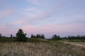 Evening sunlight and spruce tree on the coast, pink clouds and blue sky background. Beach in summer. Royalty Free Stock Photo