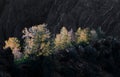 Evening sunlit trees in Black canyon in Colorado