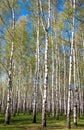 Evening sunny birch grove in first spring greens on blue sky Royalty Free Stock Photo