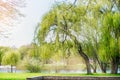 Evening sunny landscape city park with a lake and trees Royalty Free Stock Photo